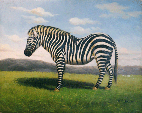Zebra