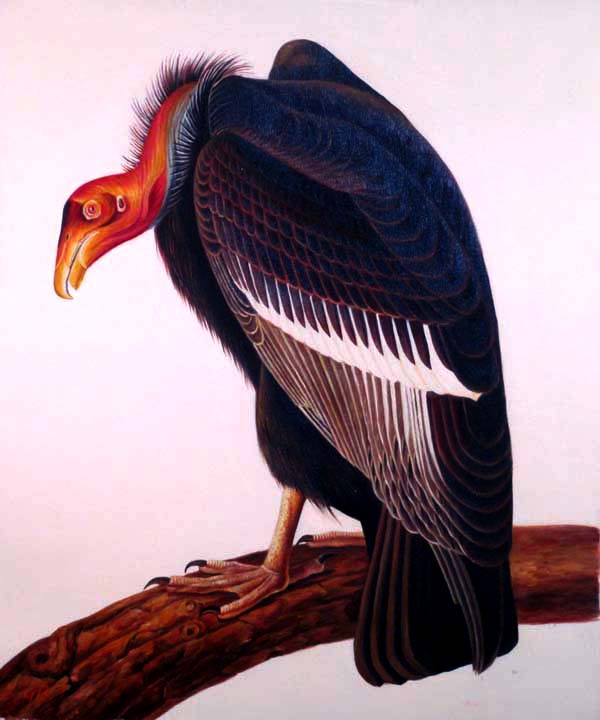 California Condor