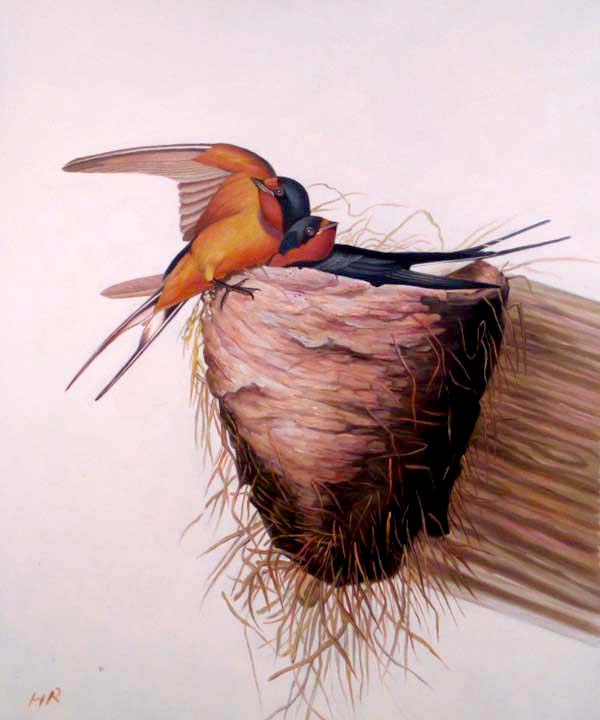 Swallow