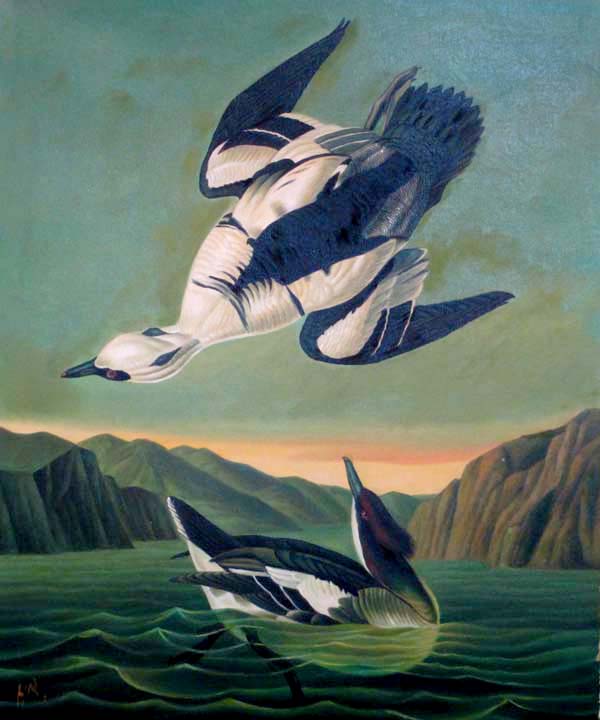 Smew or White Nun