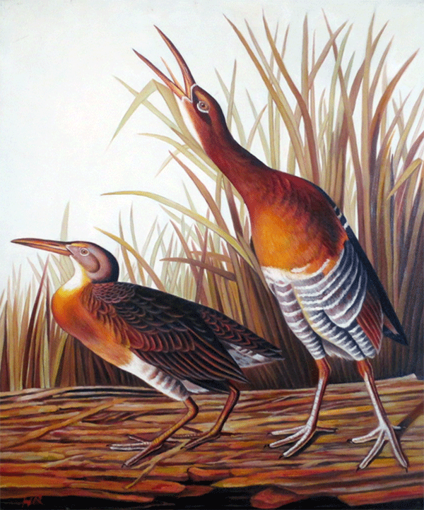 Birds