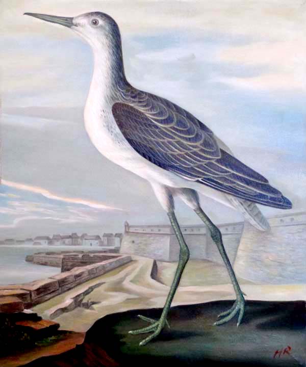 Greenshank