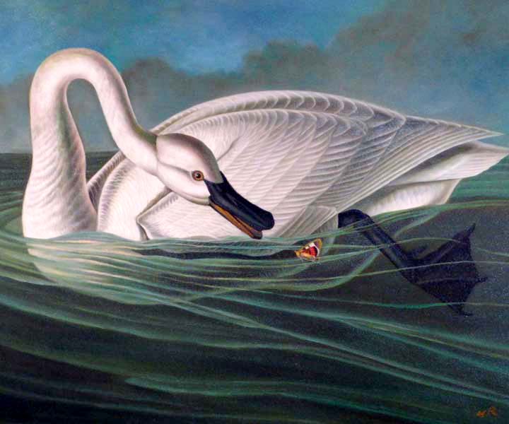 Trumpeter Swan