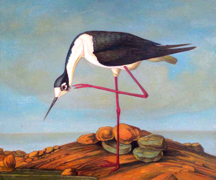 Shorebirds -- Black-necked Stilt