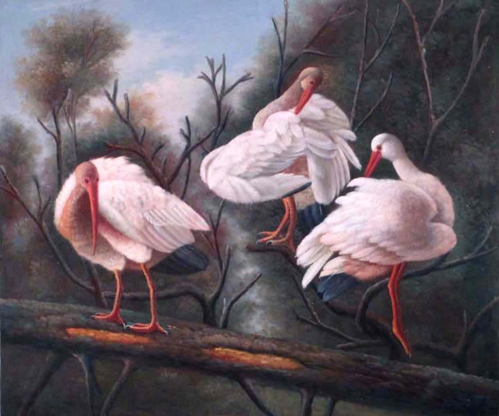 Birds