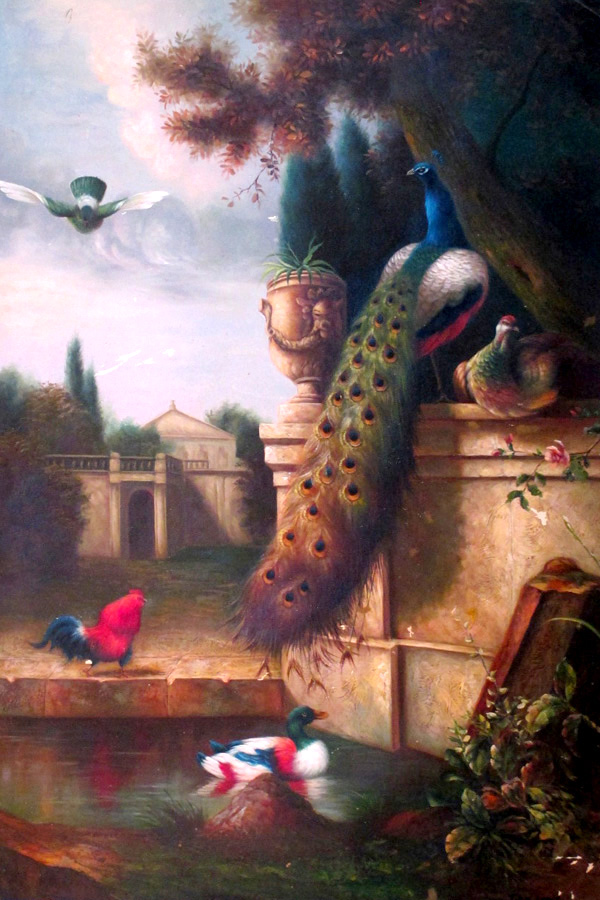 Peacocks