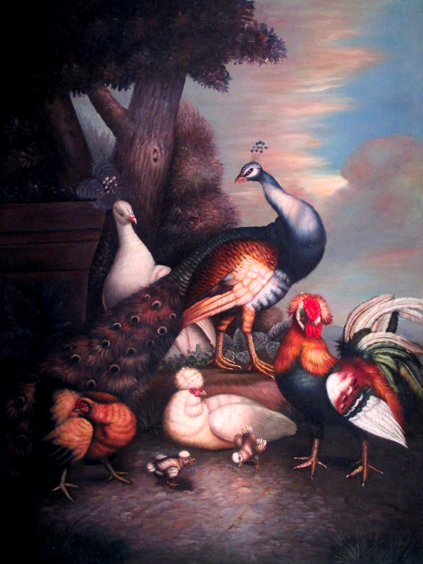 Peacock