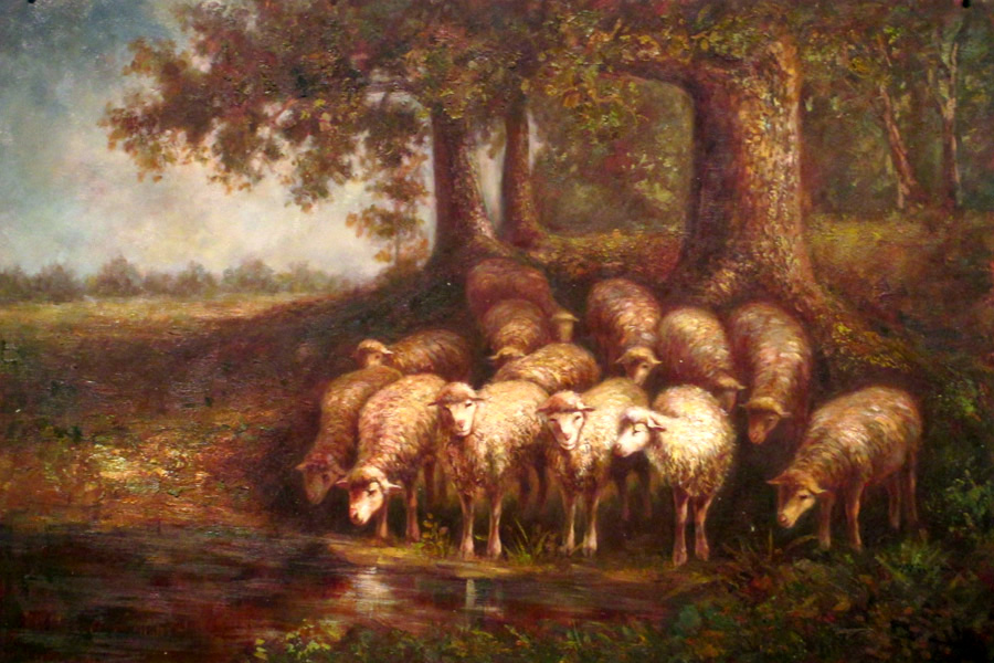 Sheep