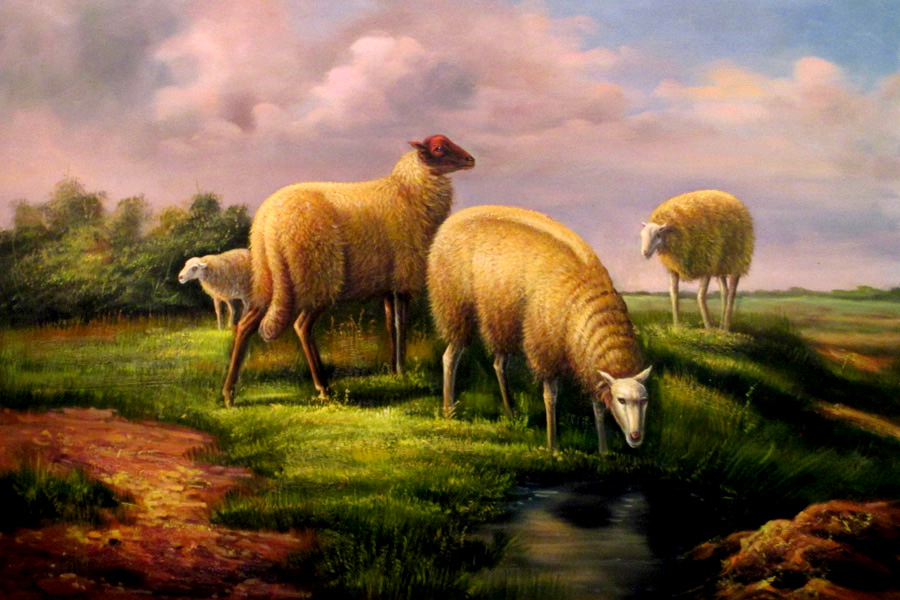 Sheep