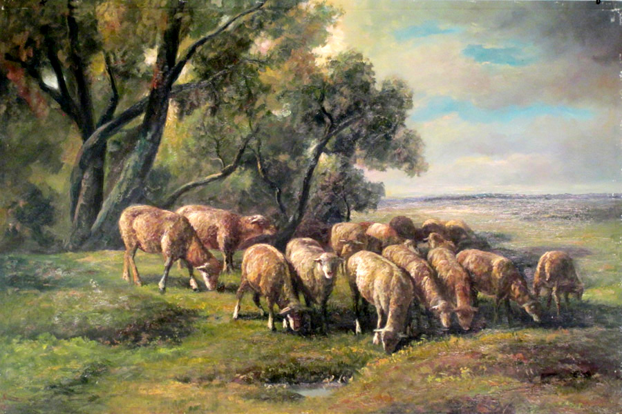 Sheep