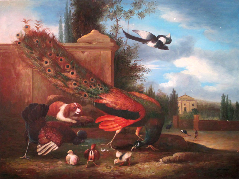 Peacock