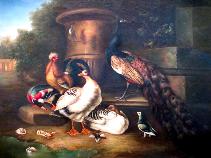 Peacock