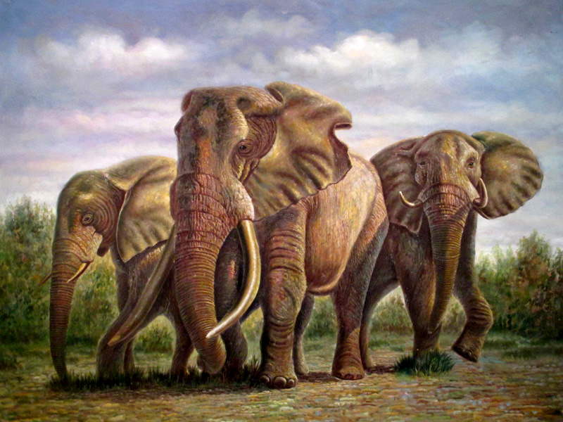 Elephants