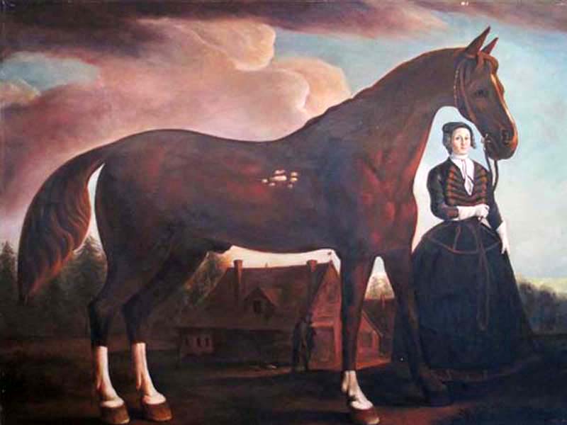 Horse 